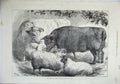 Antique Print Ref.864 1871 Prize Cattle Sheep Smithfield Club Show Animals