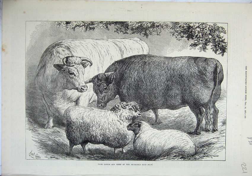 Antique Print Ref.864 1871 Prize Cattle Sheep Smithfield Club Show Animals