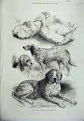 Old Antique Print 1871 Prize Poultry Dogs Birmingham Show Ducks Animals 19th