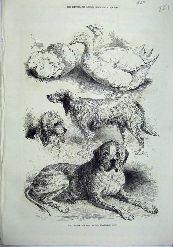Old Antique Print 1871 Prize Poultry Dogs Birmingham Show Ducks Animals 19th