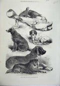 Original Old Antique Print Prize Poultry Dogs Birmingham Show 1871 Duck Animals