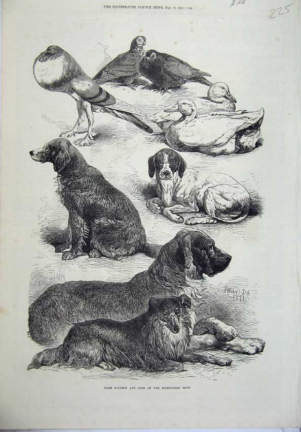 Original Old Antique Print Prize Poultry Dogs Birmingham Show 1871 Duck Animals