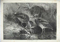 Original Old Antique Print 1871 Fine Art Nature Birds Snipe Grass Goddard 19th