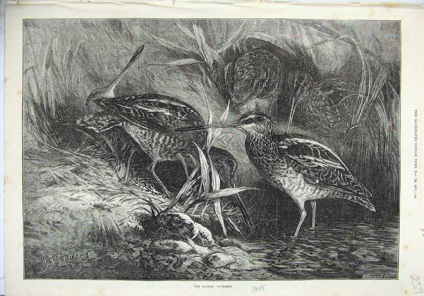 Original Old Antique Print 1871 Fine Art Nature Birds Snipe Grass Goddard 19th