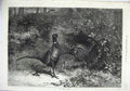 Original Old Antique Print Fine Art 1871 Pheasant Birds Nature Trees Plants
