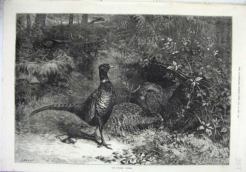 Original Old Antique Print Fine Art 1871 Pheasant Birds Nature Trees Plants