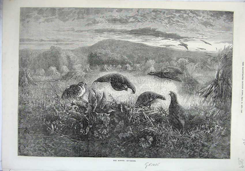 Old Antique Print 1871 Fine Art Grouse Birds Nature Hills Country Animals 19th