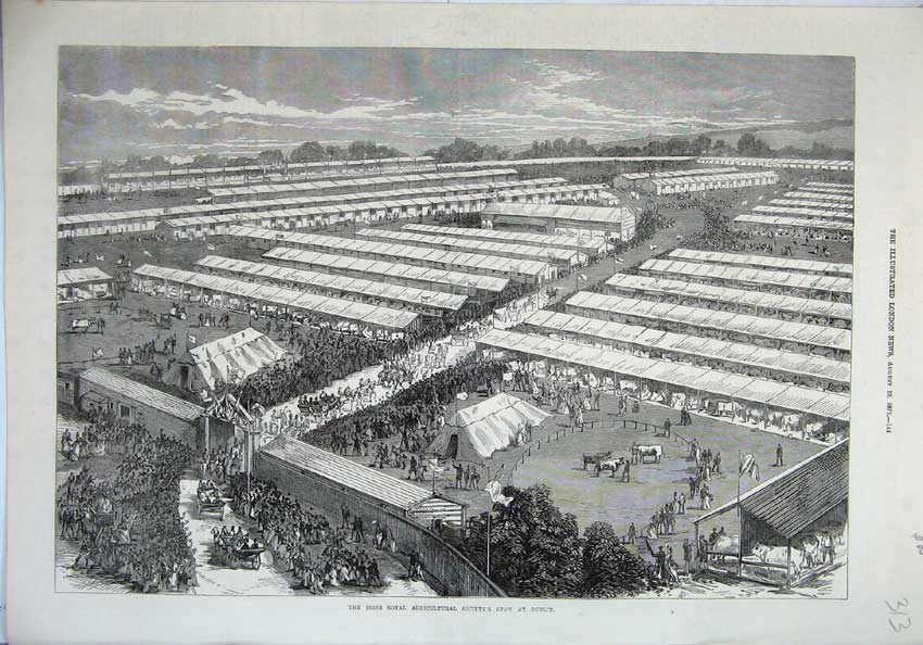Old Antique Print 1871 Irish Royal Agricultural Society Show Dublin Cows 19th