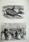 Old Antique Print 1872 Sun Fish Catalan Gibraltar Princess Louise Rspca 19th