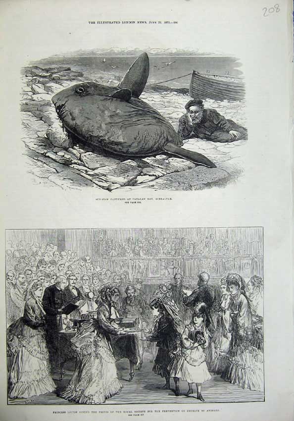 Old Antique Print 1872 Sun Fish Catalan Gibraltar Princess Louise Rspca 19th