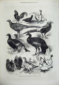 Original Old Antique Print 1872 Exhibition Game Birds Bantams Crystal Palace