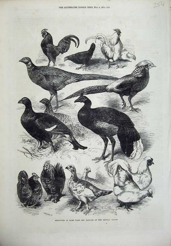 Original Old Antique Print 1872 Exhibition Game Birds Bantams Crystal Palace