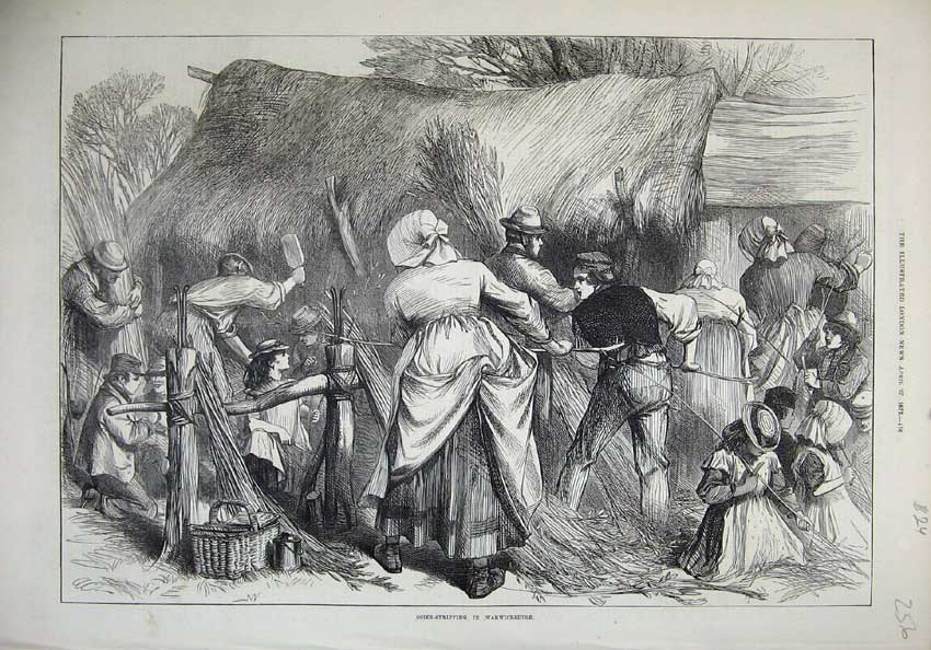 Original Old Antique Print 1872 Osier Stripping Warwickshire Men Women Children