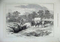 Original Old Antique Print 1872 Africa Bringing Home Eland Native Men Cattle
