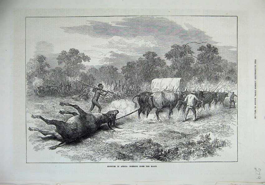 Original Old Antique Print 1872 Africa Bringing Home Eland Native Men Cattle