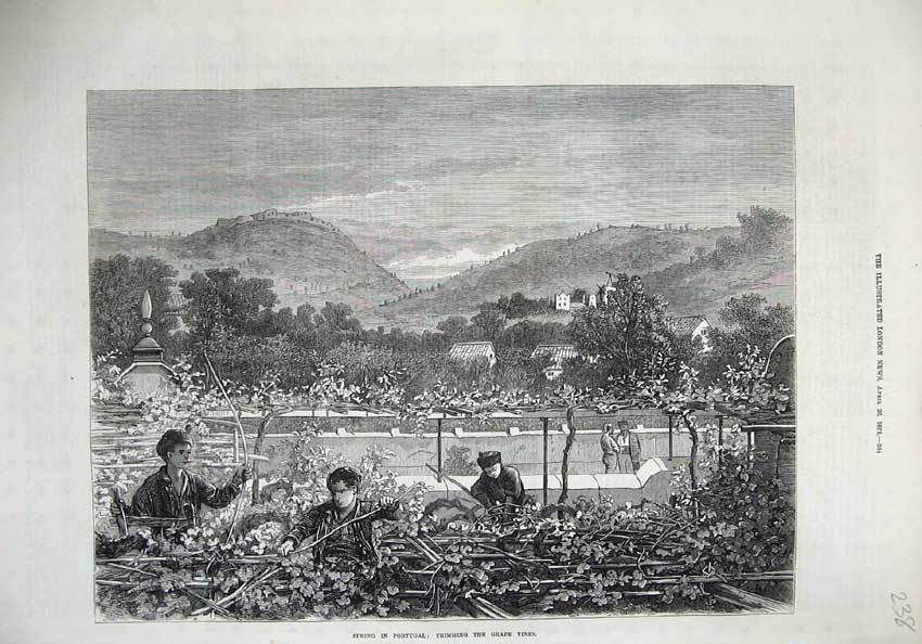 Original Old Antique Print Spring Portugal 1873 Trimming Grape Vines Fine Art