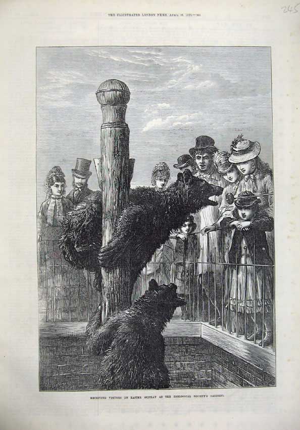 Old Antique Print Brown Grizzly Bear 1873 Zoological Society Garden Art 19th