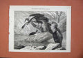 Original Old Antique Print 1873 Darter Stilt Plover Birds Zoological Garden Art