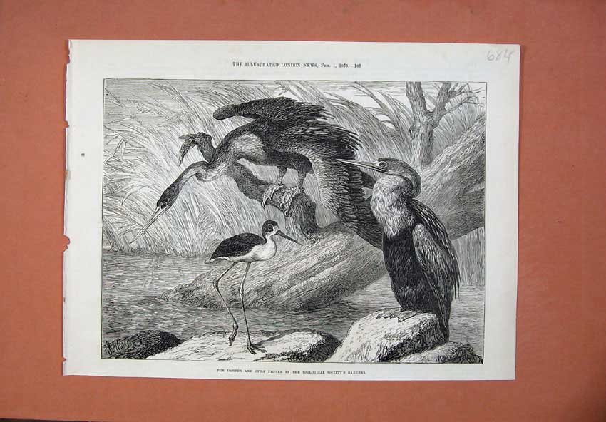 Original Old Antique Print 1873 Darter Stilt Plover Birds Zoological Garden Art