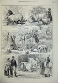 Original Old Antique Print 1873 Prize Animals International Cattle Show Vienna