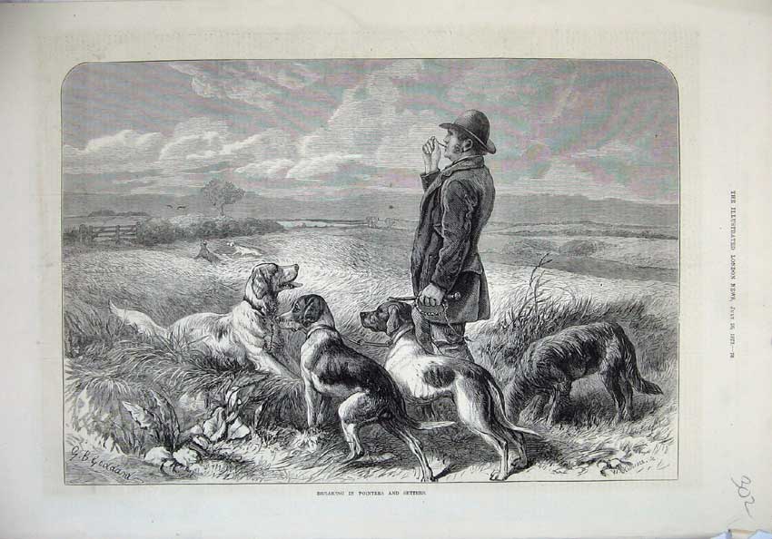 Old Antique Print 1873 Breaking Pointers Setters Hunting Dogs Man Country 19th
