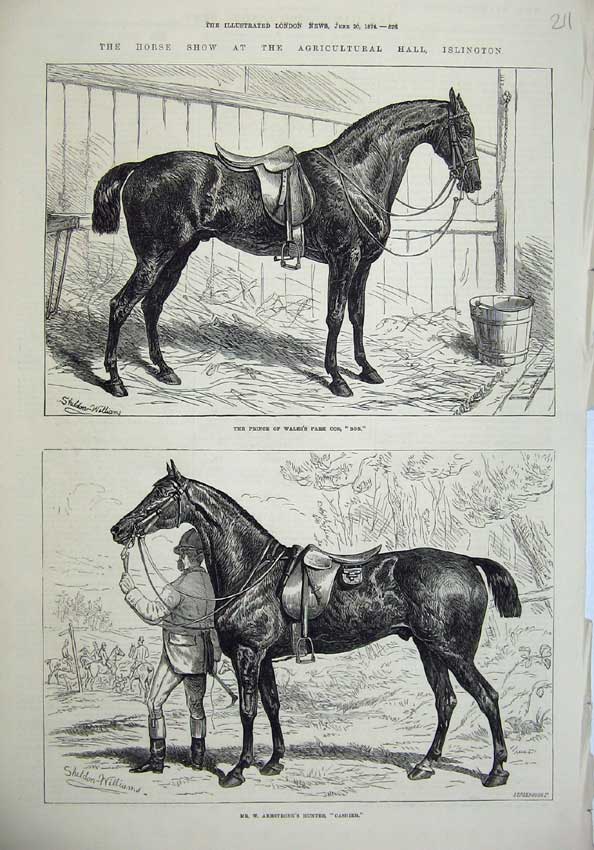 Old Antique Print Horse Show Islington Prince Wales Park Cob Bob Cashier