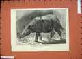 Old Antique Print 1874 Rhinoceros Gardens Zoological Society Animal Art 19th