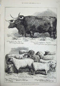 Original Old Antique Print 1874 Smithfield Club Show Cattle Sheep Prize Animals