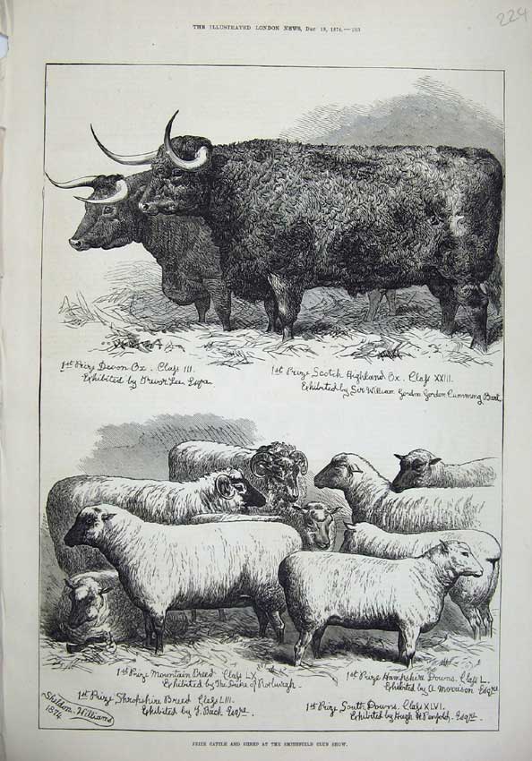 Original Old Antique Print 1874 Smithfield Club Show Cattle Sheep Prize Animals