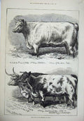 Old Antique Print 1874 Smithfield Club Show Prize Cattle Animals Prince 19th