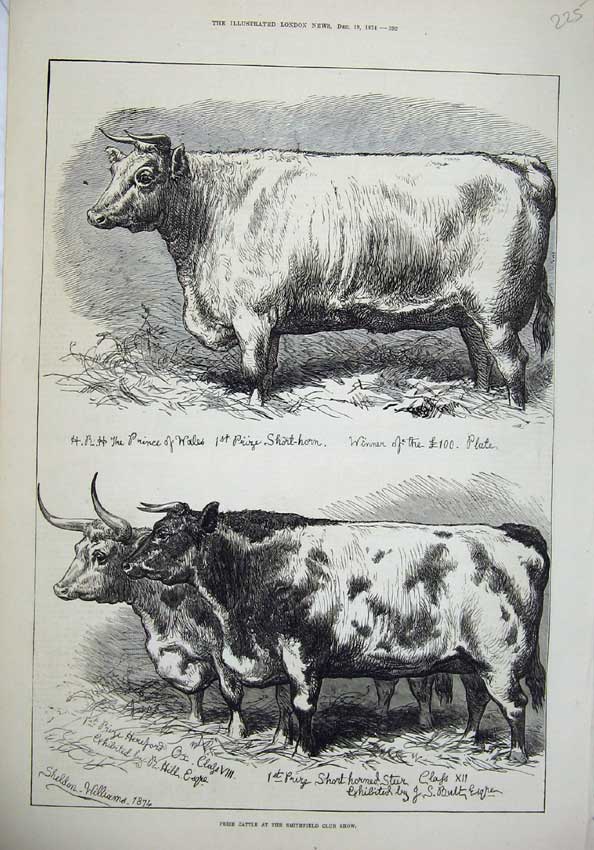 Old Antique Print 1874 Smithfield Club Show Prize Cattle Animals Prince 19th