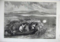 Old Antique Print 1874 Shooting Canvas-Back Ducks Chesapeake Bay Maryland 19th