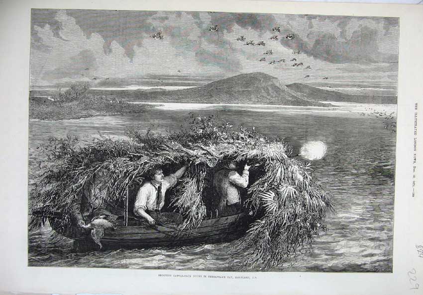 Old Antique Print 1874 Shooting Canvas-Back Ducks Chesapeake Bay Maryland 19th
