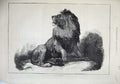 Original Old Antique Print 1874 Fine Art Wild Animal Maccarte Lion Big Cat 19th