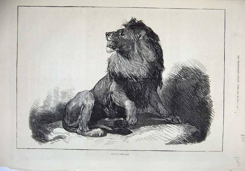 Original Old Antique Print 1874 Fine Art Wild Animal Maccarte Lion Big Cat 19th