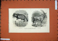 Old Antique Print 1874 Zoological Gardens Racoon-Like-Dog Beisa Antelope 19th