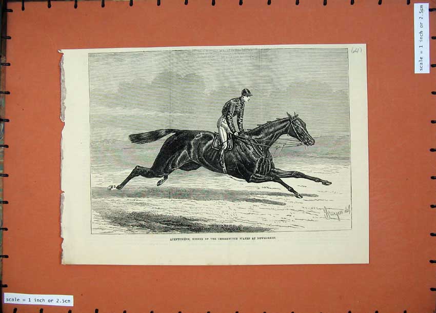 Original Old Antique Print Sport 1874 Horse Adventuriere Cesarewitch Newmarket