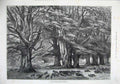 Original Old Antique Print 1875 Fine Art Bushy Brattley Beechmast Hunting Pigs