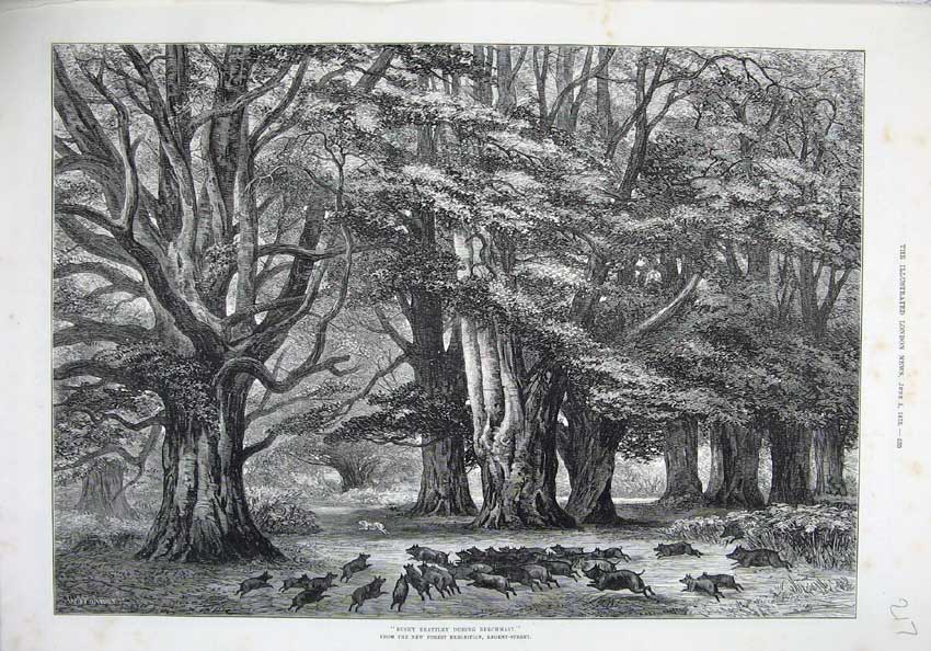 Original Old Antique Print 1875 Fine Art Bushy Brattley Beechmast Hunting Pigs