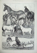 Original Old Antique Print 1875 Mule Donkey Show Crystal Palace Animals 19th