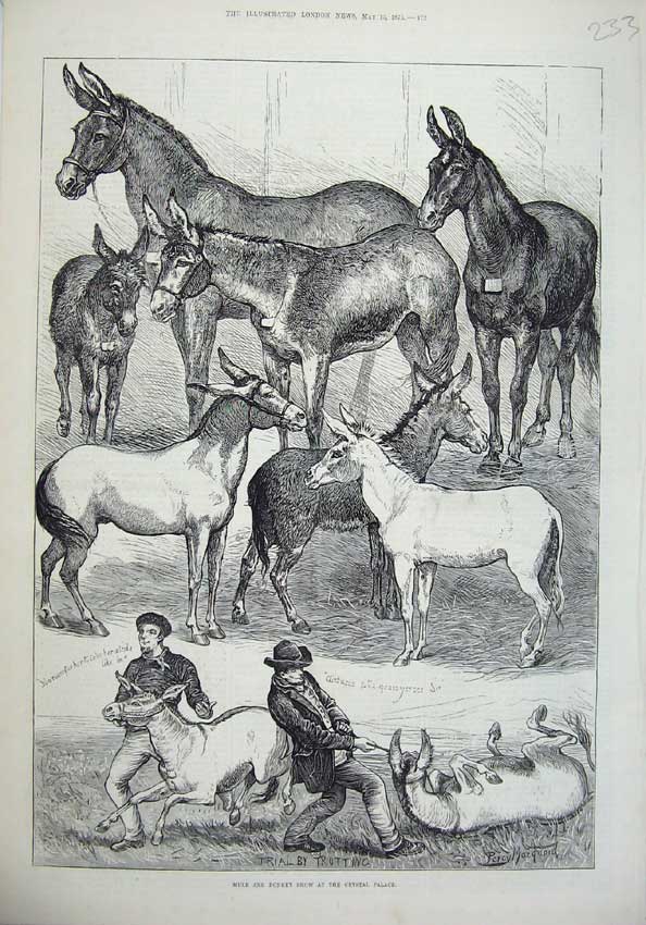 Original Old Antique Print 1875 Mule Donkey Show Crystal Palace Animals 19th