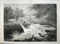 Old Antique Print 1875 Birds Swans Fighting River Scene Lake Trees Art 19th
