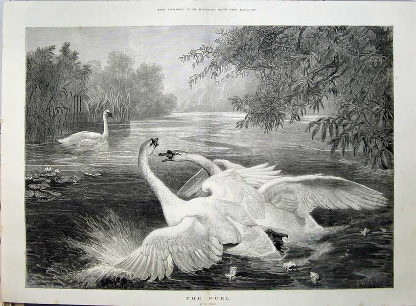 Old Antique Print 1875 Birds Swans Fighting River Scene Lake Trees Art 19th