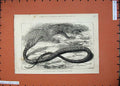 Original Old Antique Print 1875 Snake-Eating Serpent Zoological Society Gardens