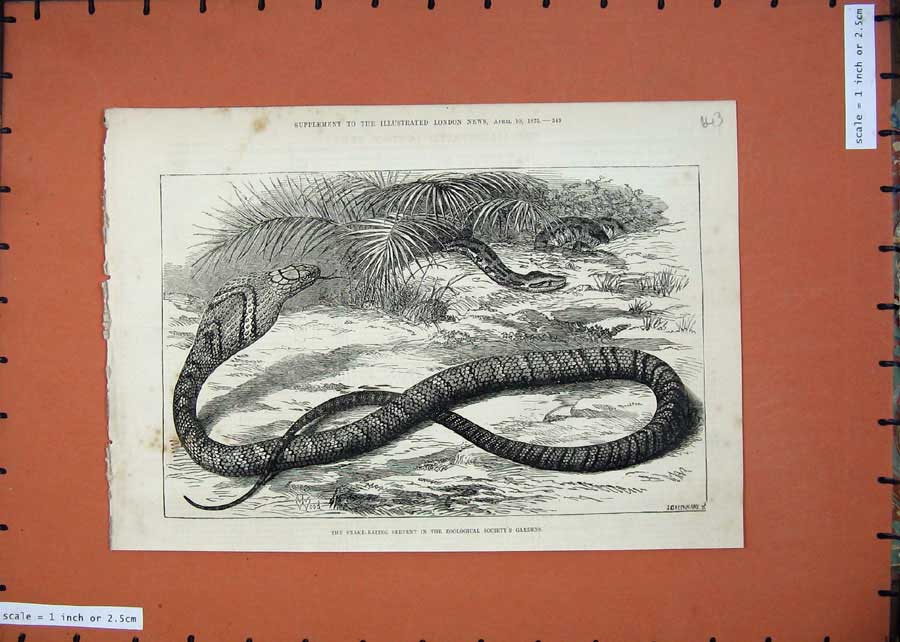 Original Old Antique Print 1875 Snake-Eating Serpent Zoological Society Gardens