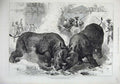 Old Antique Print 1875 Rhinocerous Fight Baroda Prince Wales Animals Art 19th