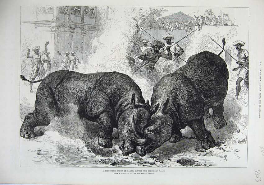 Old Antique Print 1875 Rhinocerous Fight Baroda Prince Wales Animals Art 19th