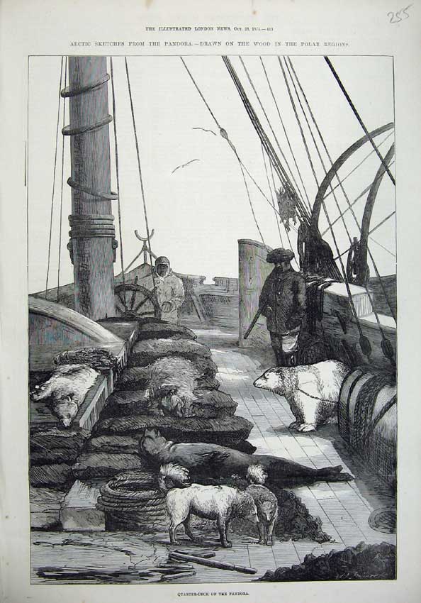 Old Antique Print 1875 Quarter-Deck Pandora Ship Dead Animals Polar Bear 19th
