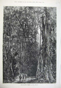 Original Old Antique Print 1875 Indiarubber Trees Forest People Fine Art 19th