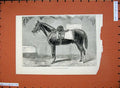 Original Old Antique Print 1875 War Horse Survivor Crimea Colonel Kent Charger